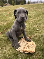Raine, a female Great Dane for sale in Middlebury, IN – Photo 5 of 5