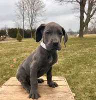 Raine, a female Great Dane for sale in Middlebury, IN – Photo 2 of 5