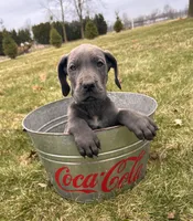 Raine, a female Great Dane for sale in Middlebury, IN – Photo 4 of 5