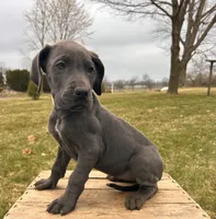 Raine, a female Great Dane for sale in Middlebury, IN – Photo 1 of 5