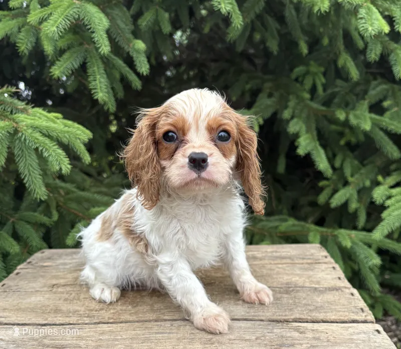 Sailor  – Cavalier King Charles Spaniel puppy for sale in Middlebury, IN