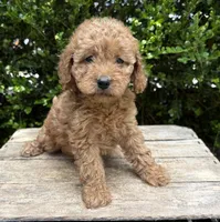 Zayla, a female Cockapoo for sale in Middlebury, IN – 3 of 4