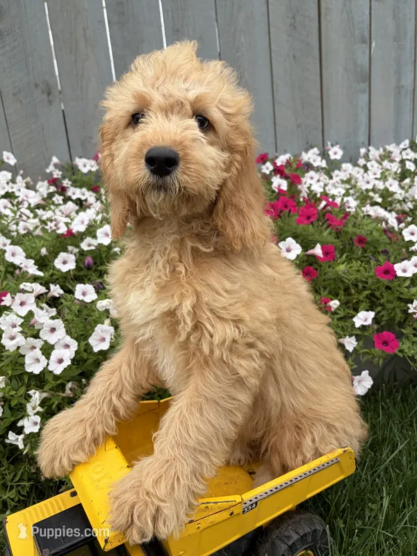Presley – Miniature Goldendoodle puppy for sale in Middlebury, IN