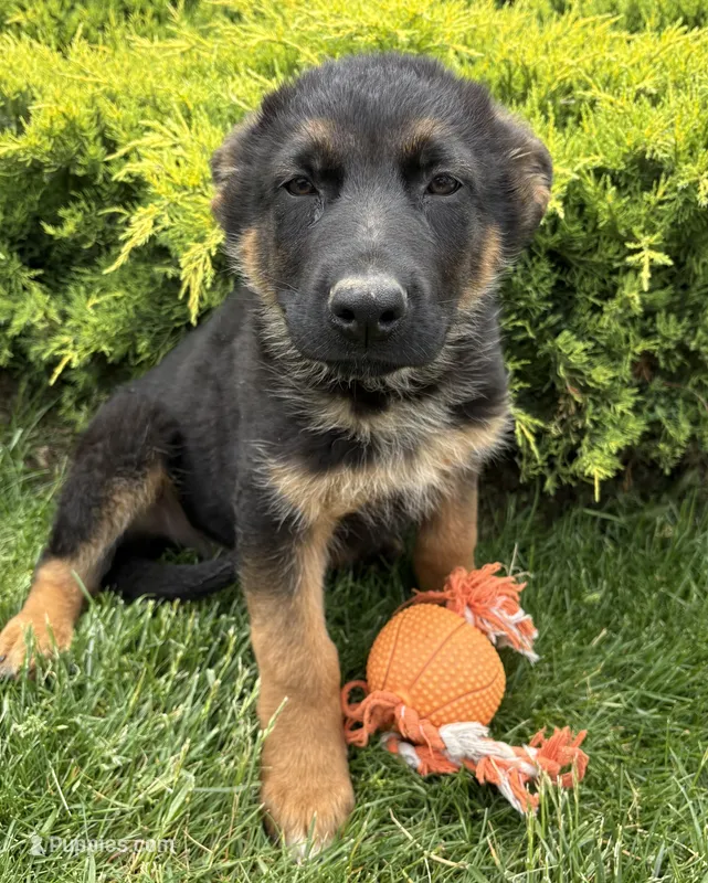 Simba – German Shepherd Dog puppy for sale in Middlebury, IN