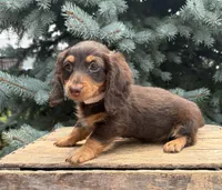 Ollie, a male Miniature Dachshund for sale in Middlebury, IN – 2 of 4