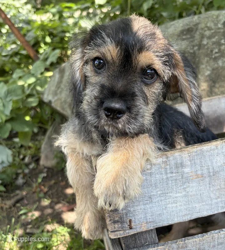 Tia – Schnoodle puppy for sale in Middlebury, IN
