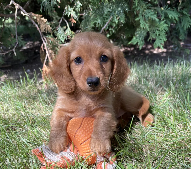 Pumpkin  – Miniature Dachshund puppy for sale in Middlebury, IN