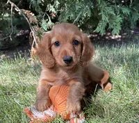 Pumpkin , a female Miniature Dachshund for sale in Middlebury, IN – 1 of 5
