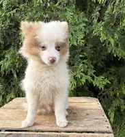 Oliver, a male Pomeranian for sale in Middlebury, IN – 4 of 5