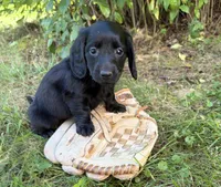 Tessa, a female Dachshund for sale in Middlebury, IN – 6 of 6