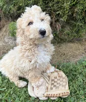 Jace , a male Bichpoo for sale in Middlebury, IN – 2 of 5