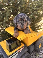 Dray, a male Dachshund for sale in Middlebury, IN – Photo 5 of 6