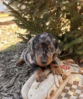 Dray, a male Dachshund for sale in Middlebury, IN – Photo 2 of 6