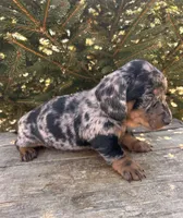Dray, a male Dachshund for sale in Middlebury, IN – Photo 4 of 6