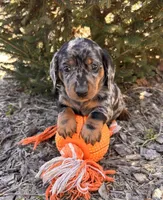 Dray, a male Dachshund for sale in Middlebury, IN – Photo 3 of 6