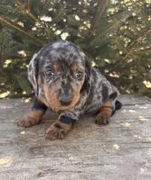 Dray, a male Dachshund for sale in Middlebury, IN – Photo 1 of 6