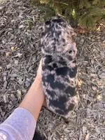 Dray, a male Dachshund for sale in Middlebury, IN – Photo 6 of 6