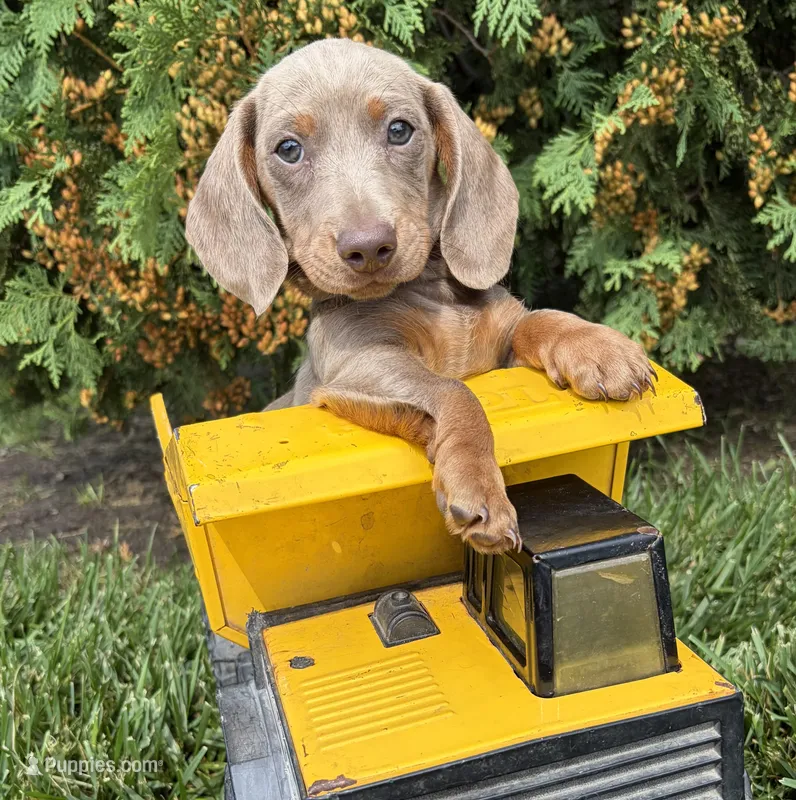 Briggs – Miniature Dachshund puppy for sale in Middlebury, IN