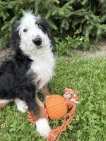 Dexter, a male Bernedoodle for sale in Middlebury, IN – 2 of 4