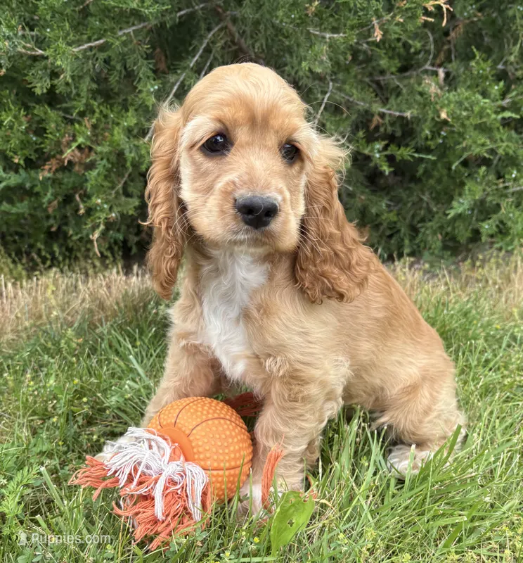 Jed – Cocker Spaniel puppy for sale in Middlebury, IN