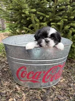 Andi, a female Shih Tzu for sale in Middlebury, IN – Photo 4 of 4