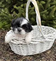 Andi, a female Shih Tzu for sale in Middlebury, IN – Photo 2 of 4