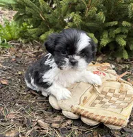 Andi, a female Shih Tzu for sale in Middlebury, IN – Photo 3 of 4