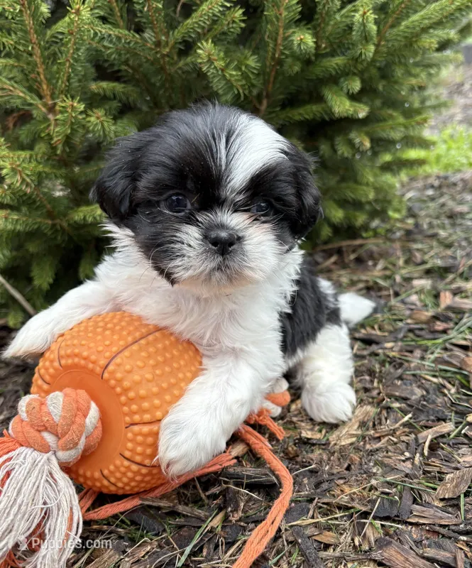 Andi – Shih Tzu puppy for sale in Middlebury, IN