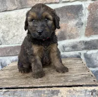 Moose, a male Whoodle for sale in Middlebury, IN – 2 of 4