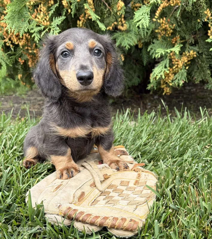 Nash – Miniature Dachshund puppy for sale in Middlebury, IN