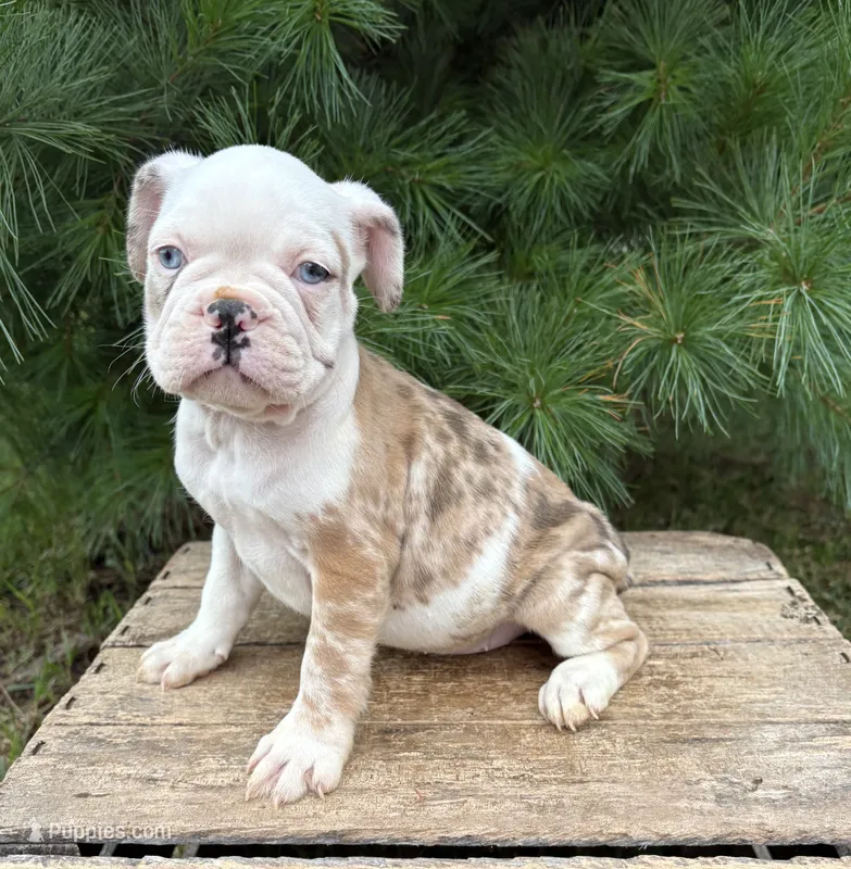 Demi – French Bulldog puppy for sale in Middlebury, IN