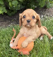 Calihan, a male Cavalier King Charles Spaniel for sale in Middlebury, IN – 2 of 4