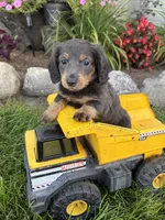 Nash, a male Miniature Dachshund for sale in Middlebury, IN – 3 of 4