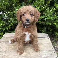 Avi, a female Miniature Goldendoodle for sale in Middlebury, IN – 4 of 4