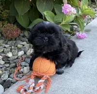 Kohl, a male Shih Tzu for sale in Middlebury, IN – 4 of 5
