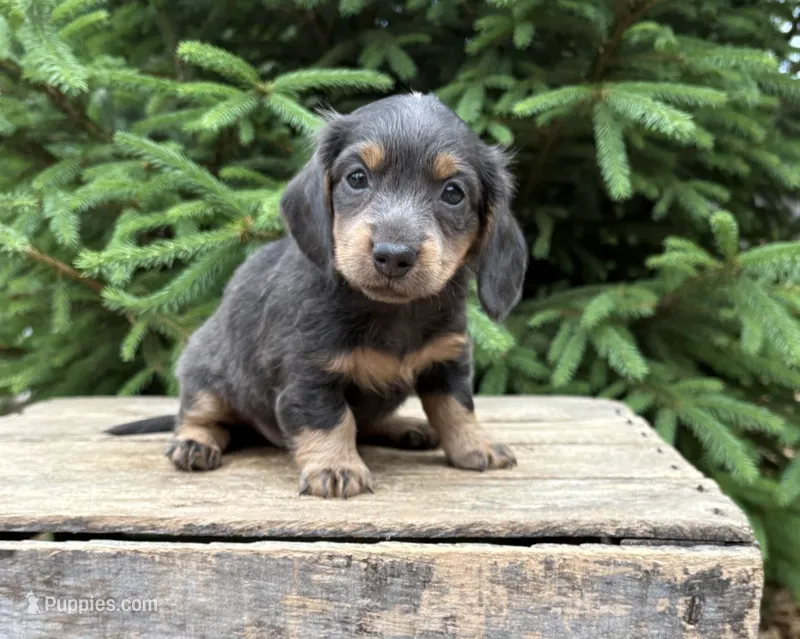 Opal – Dachshund puppy for sale in Middlebury, IN