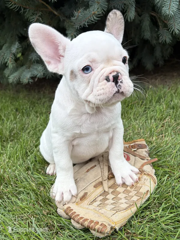 Leo – French Bulldog puppy for sale in Middlebury, IN