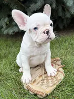 Leo, a male French Bulldog for sale in Middlebury, IN – 1 of 4