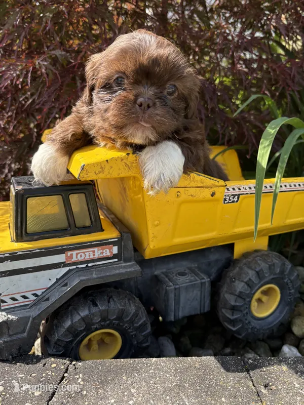 Lennon  – Shih Tzu puppy for sale in Middlebury, IN
