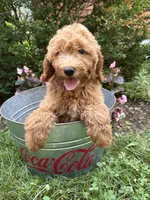 Brooke , a female Miniature Goldendoodle for sale in Middlebury, IN – 3 of 4