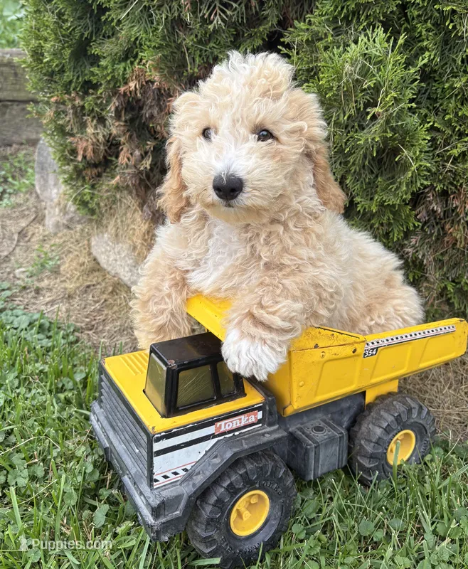 Jack – Bichpoo puppy for sale in Middlebury, IN