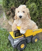 Jack, a male Bichpoo for sale in Middlebury, IN – 1 of 4