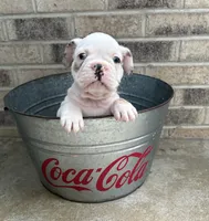 Demi, a female French Bulldog for sale in Middlebury, IN – 2 of 4
