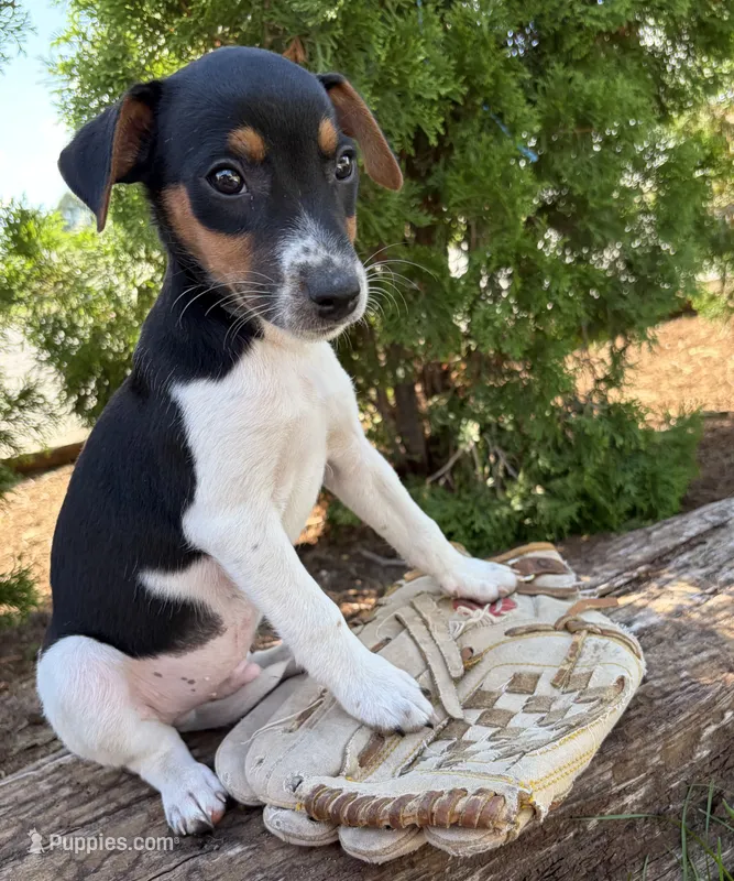 Stetson  – Jack Russell Terrier, Rat Terrier puppy for sale in Middlebury, IN