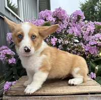 Gilbert , a male Pembroke Welsh Corgi for sale in Middlebury, IN – 4 of 4