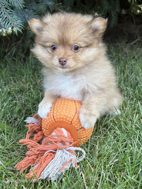Phoebe  – Pomeranian puppy for sale in Middlebury, IN