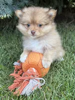 Phoebe , a female Pomeranian for sale in Middlebury, IN – 1 of 4