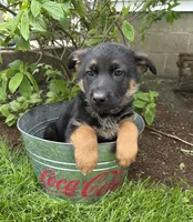 Simba, a male German Shepherd Dog for sale in Middlebury, IN – 3 of 4
