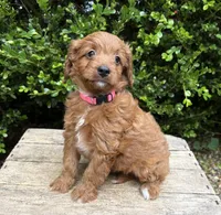 Arielle , a female Miniature Goldendoodle for sale in Middlebury, IN – 2 of 4