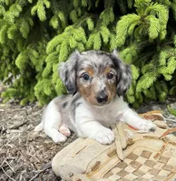 Elsa, a female Dachshund for sale in Middlebury, IN – 3 of 5